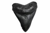 Fossil Megalodon Tooth - South Carolina #380074-1